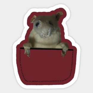 Pocket Rat! Sticker